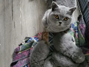 BKH Zuchtkatze mit Erfahrung !!!