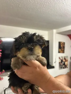 Yorkshire  Terrier 