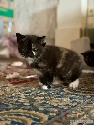 Baby Katze 