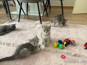 BKH Kitten