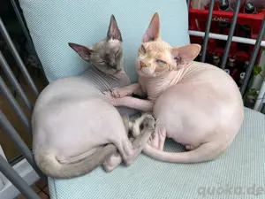    Wunderschönes Katzenpaar Sphynx mit Stammbaum  