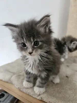 MAINE Coon kitten 3 Kater noch frei 