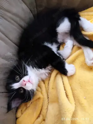 Maine Coon 2 Kater, 1 Katze und Kätzchen 
