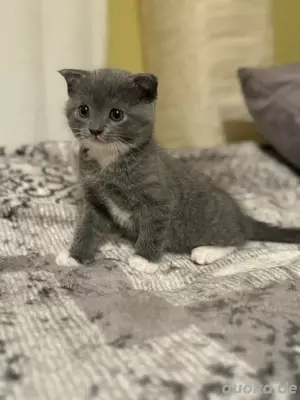 kitten abzugeben BKh 