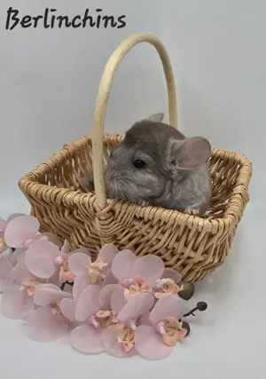 Chinchilla Männchen Beige BPT bald zur Abgabe,