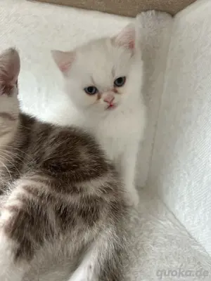 BKH Kitten Mädchen reinrassig 