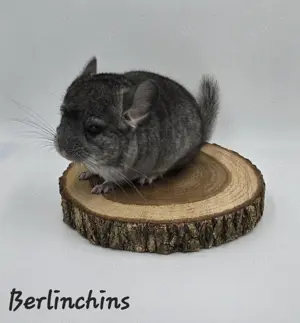 Chinchilla Männchen Standard Grau rpat bald zur Abgabe,  