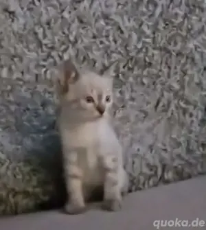 Siam Thai Kitten  Bild 1