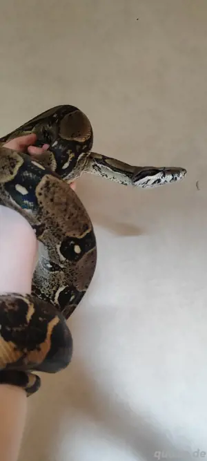 0.1 Boa c. Imperator 