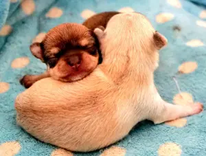 Reinrassige Chihuahua Hündin welpe kurzhaar 