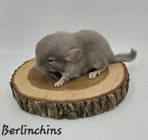 Chinchilla Männchen Braun Pearl bald zur Abgabe,