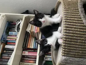 Drei junge Katzen abzugeben   Nähe Hamburg (Altes Land)