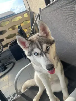 Sibirischer husky