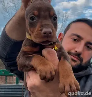 Dobermannwelpen zur Adoption verfügbar, sowohl Rüden als auch Hündinnen verfügbar. 