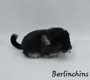 2 Chinchilla Männchen Black Pearl bald zur Abgabe,