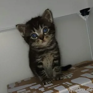 Heilige Birma MIX Kitten Bild 2