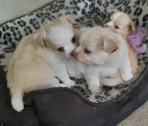 Hübsche Pomchi Babys( Pomeranian Zwergspitz x Chihuahua) in Langhaar