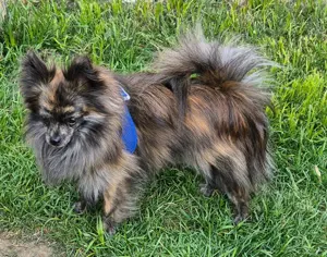 Wunderschöner kleiner Pomchi Rüde Bild 7