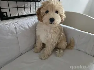 Welpen Maltipoo abzugeben 
