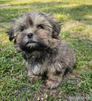 Yorkshire Terrier Shih-Tzu Hündin 11 wochen alt