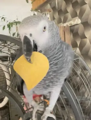Zuhause mit ganz viel Herz für unseren Buddy gesucht! 