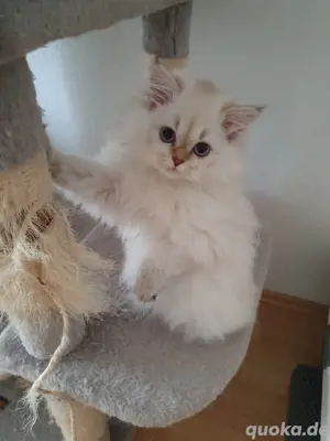Schöne Bkh & Blh kittens