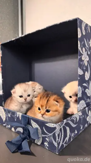 bkh golden katzen golden kitten