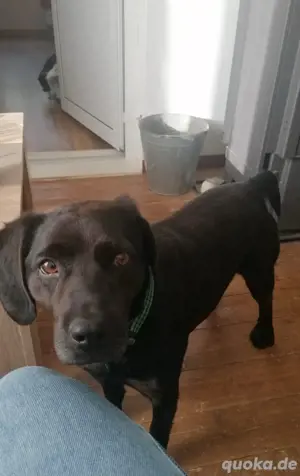 Labradormix  Arno sucht seine Menschen
