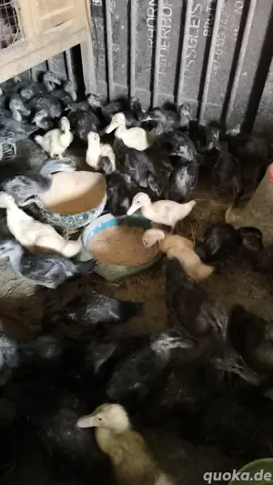 Stock Enten 