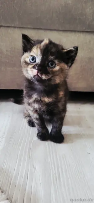 BKH Kitten Mädchen