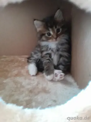 Maine Coom Rasse Babys 