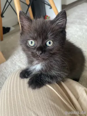 BLH Kitten suchen neues Zuhause 
