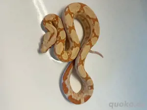 #7 Boa Constrictor Imperator   Sunglow poss. het. Leopard (0.1)