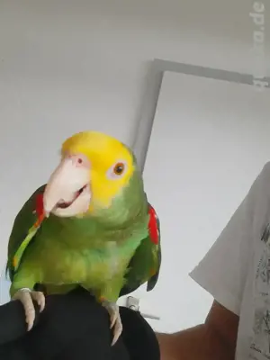 Dopplegelbkopfamazone 