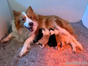 Border Collie Welpen mit Ahnentafel 