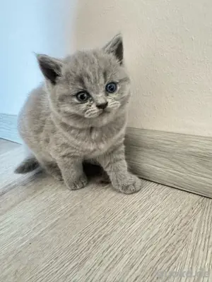 Britisch kurzhaar Kitten
