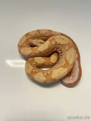 #10 Boa Constrictor Imperator  Sunglow poss. IMG poss. het. Leopard (1.0)