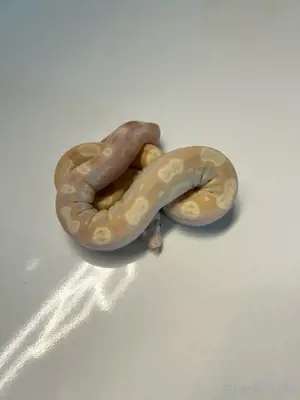 #8 Boa Constrictor Imperator   Albino Motley poss. het. Leopard (0.1)
