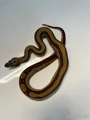 #1 Boa Constrictor Imperator   Hypo Motley het. Albino Kahl poss. het Leopard (0.1)