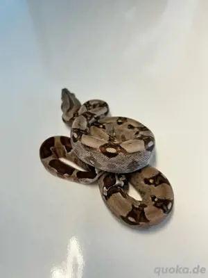 #4 Boa Constrikto Imperator   Hypo Jungle het. Albino Kahl poss. het. Leopard (1.0)