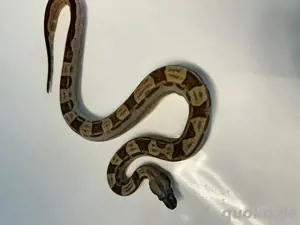 #11 Boa Constrictor Imperator   Hypo Motley het. Albino Kahl poss. het. Leopard (1.0)