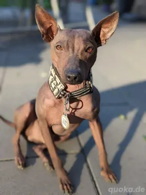 American Hairless Terrier (AHT) Rüde sucht neues zuHause