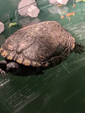 Schildkröte zu verkaufen 