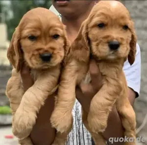 Cocker Spaniel welpen