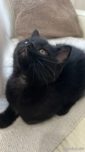 katze bkh 