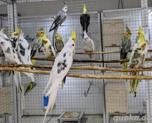 Nymphensittich-Nachzuchten aus liebevoller Hobbyzucht   besondere Farbvarianten  