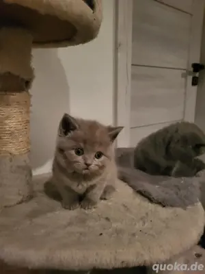 BKH Katzen Bild 3