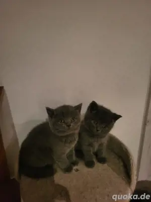 BKH Katzen Bild 2