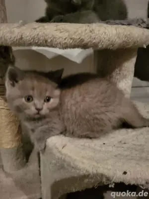 BKH Katzen Bild 4