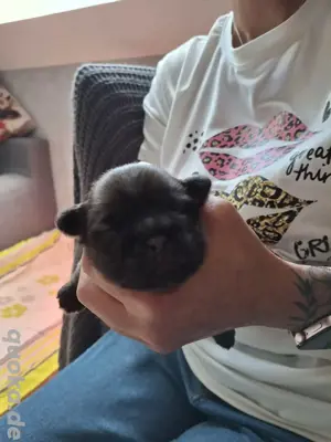 Shitzu Mops Mix Welpen 